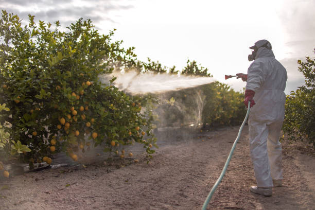 Best Affordable Pest Control Services  in Bayboro, NC