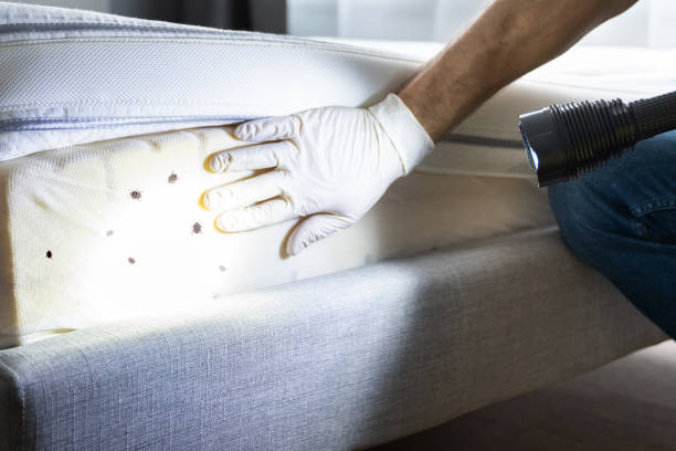Best Cockroach Control Services  in Bayboro, NC