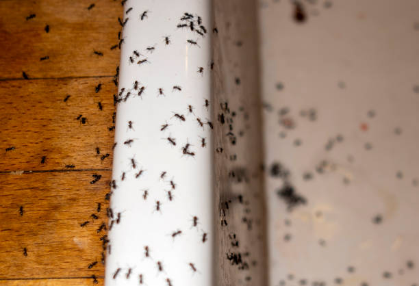 Best Best Pest Control Companies  in Bayboro, NC