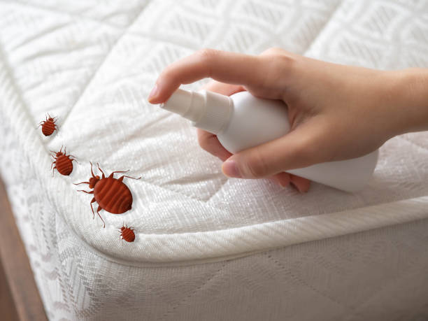 Best Insect Control  in Bayboro, NC
