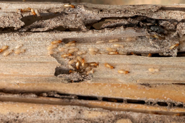 Best Cockroach Control Services  in Bayboro, NC