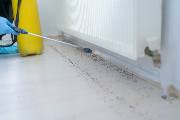 Best Wasp Removal Services  in Bayboro, NC