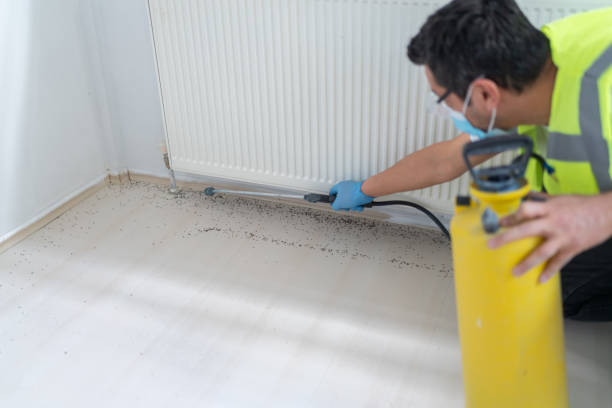 Flea Control Services in Bayboro, NC